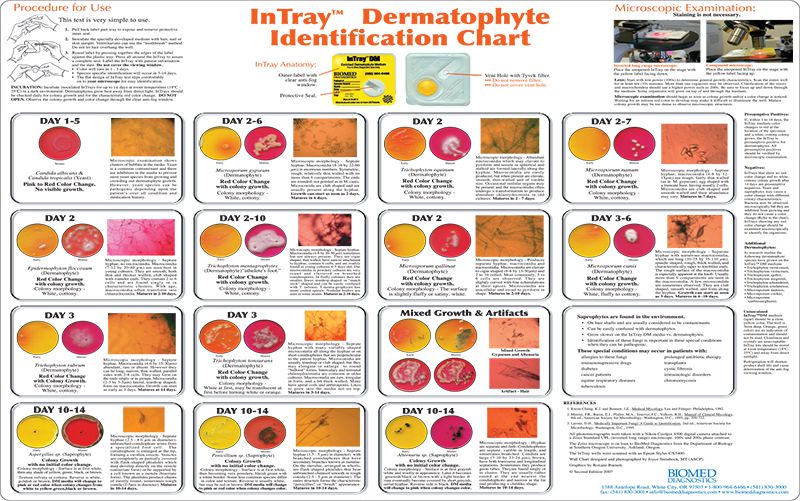 Medium DM Wall Chart / 11 X 14